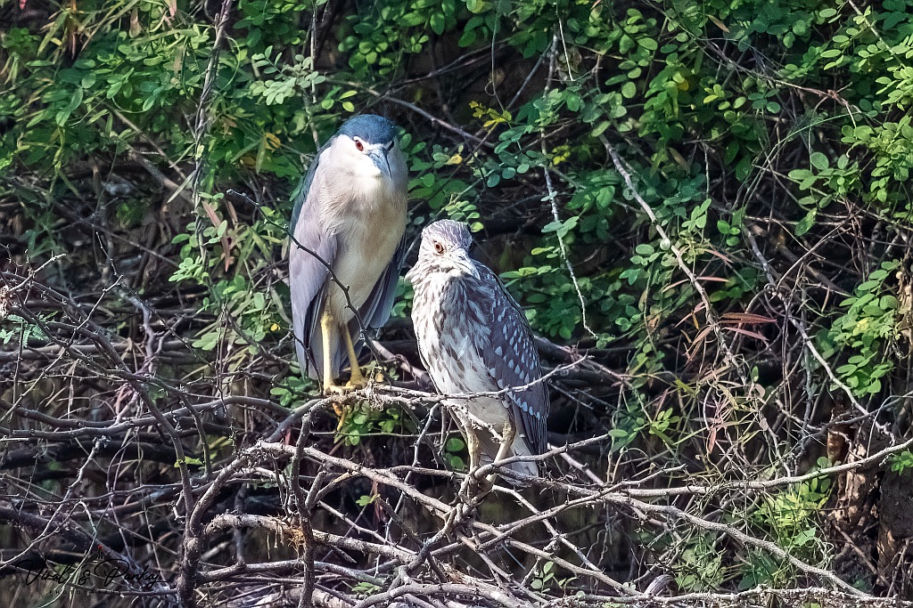Black-crowned Night Heron
